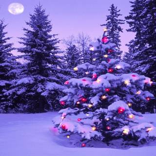 Christmas winter tree wallpaper