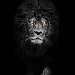 Lion black Android wallpaper