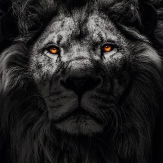 Lion black Android wallpaper