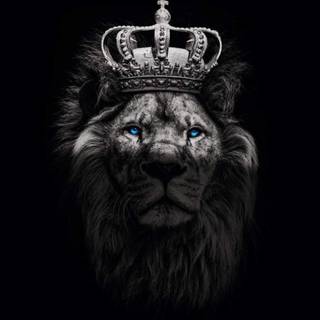 Lion black Android wallpaper