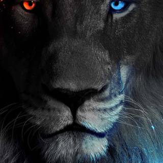 Lion black Android wallpaper