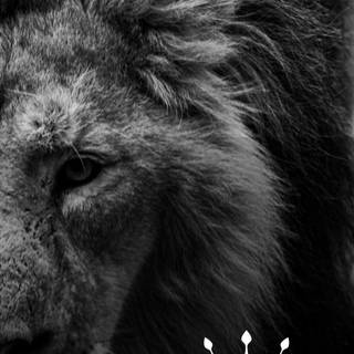 Lion black Android wallpaper