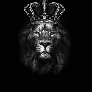 Lion black Android wallpaper