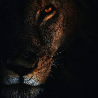 Lion black Android wallpaper