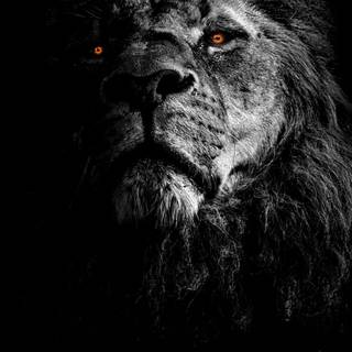 Lion black Android wallpaper