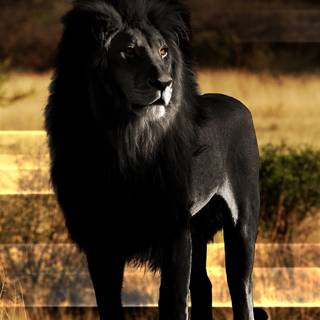 Lion black Android wallpaper