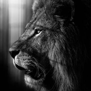 Lion black Android wallpaper