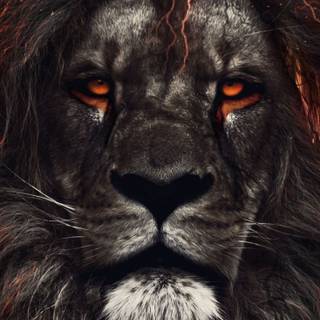 Lion black Android wallpaper