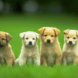 Dog cute 4k wallpaper