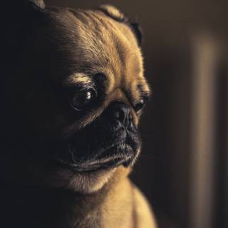 Dog cute 4k wallpaper