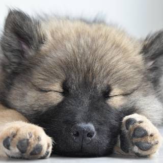 Dog cute 4k wallpaper