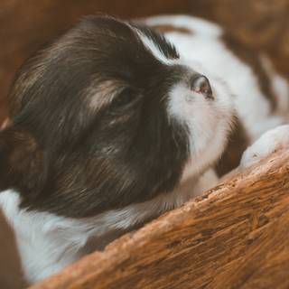 Dog cute 4k wallpaper