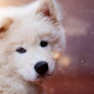 Dog cute 4k wallpaper