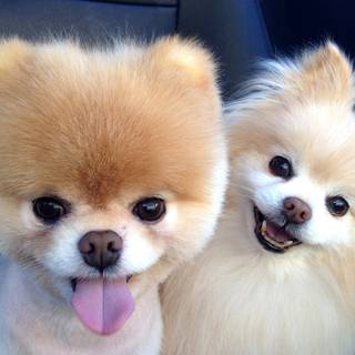 Dog cute 4k wallpaper