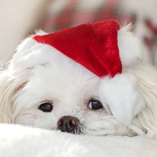 Dog cute 4k wallpaper