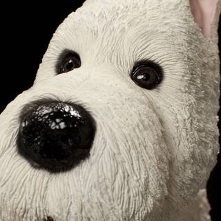 Dog cute 4k wallpaper