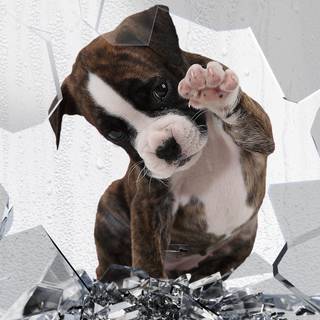 Dog cute 4k wallpaper