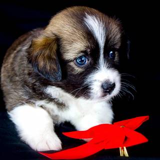 Dog cute 4k wallpaper