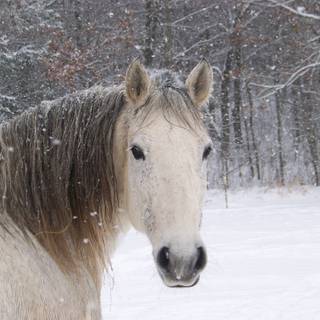 Cute winter horse wallpaper