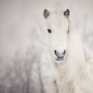 Cute winter horse wallpaper