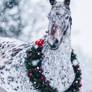 Cute winter horse wallpaper