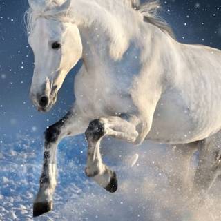 Cute winter horse wallpaper