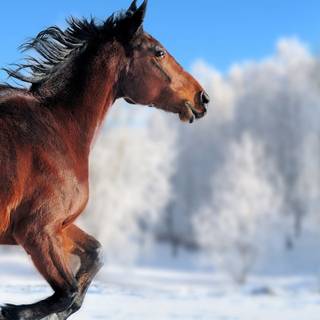 Cute winter horse wallpaper