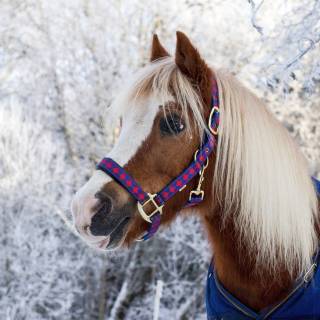 Cute winter horse wallpaper