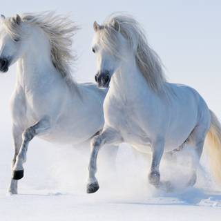 Cute winter horse wallpaper