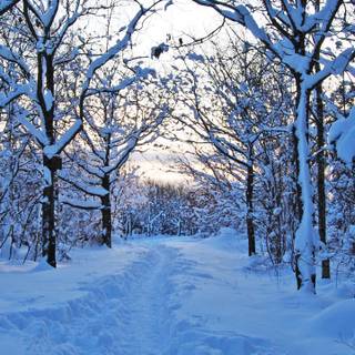 Winter tracking wallpaper