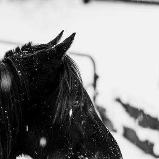 Cute winter horse wallpaper