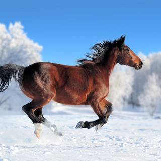 Cute winter horse wallpaper
