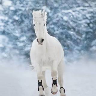 Cute winter horse wallpaper