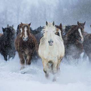 Cute winter horse wallpaper