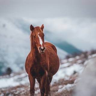 Cute winter horse wallpaper