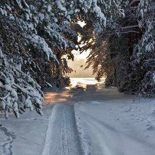 Winter tracking wallpaper