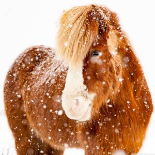 Cute winter horse wallpaper
