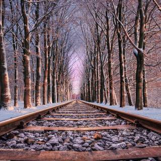 Winter tracking wallpaper