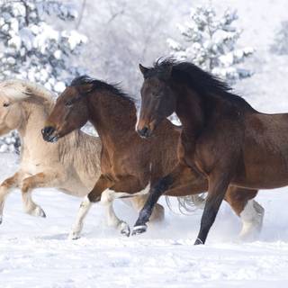 Cute winter horse wallpaper