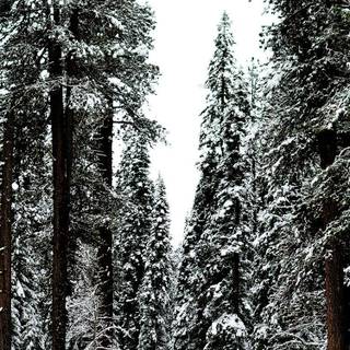 HD winter aesthetic wallpaper