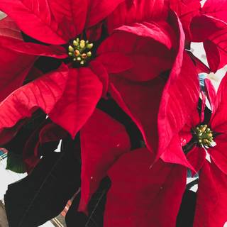 Flower Christmas wallpaper