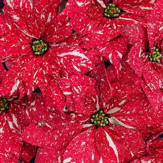 Flower Christmas wallpaper