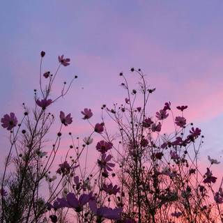 Aesthetic flower landscape wallpaper