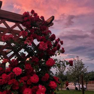 Aesthetic flower landscape wallpaper