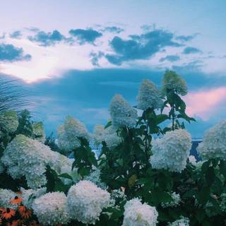 Aesthetic flower landscape wallpaper