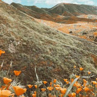 Aesthetic flower landscape wallpaper