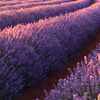 Aesthetic flower landscape wallpaper