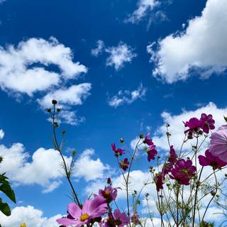 Aesthetic flower landscape wallpaper