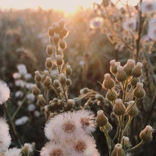 Aesthetic flower landscape wallpaper