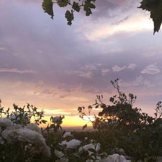 Aesthetic flower landscape wallpaper